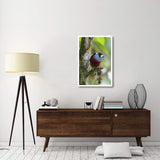 Toucan Barbet, Ecuador-Paper Art-26,,X38,,