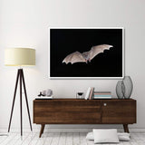 Jamaican Fruit-Eating Bat Flying, Michigan-Paper Art-62X42