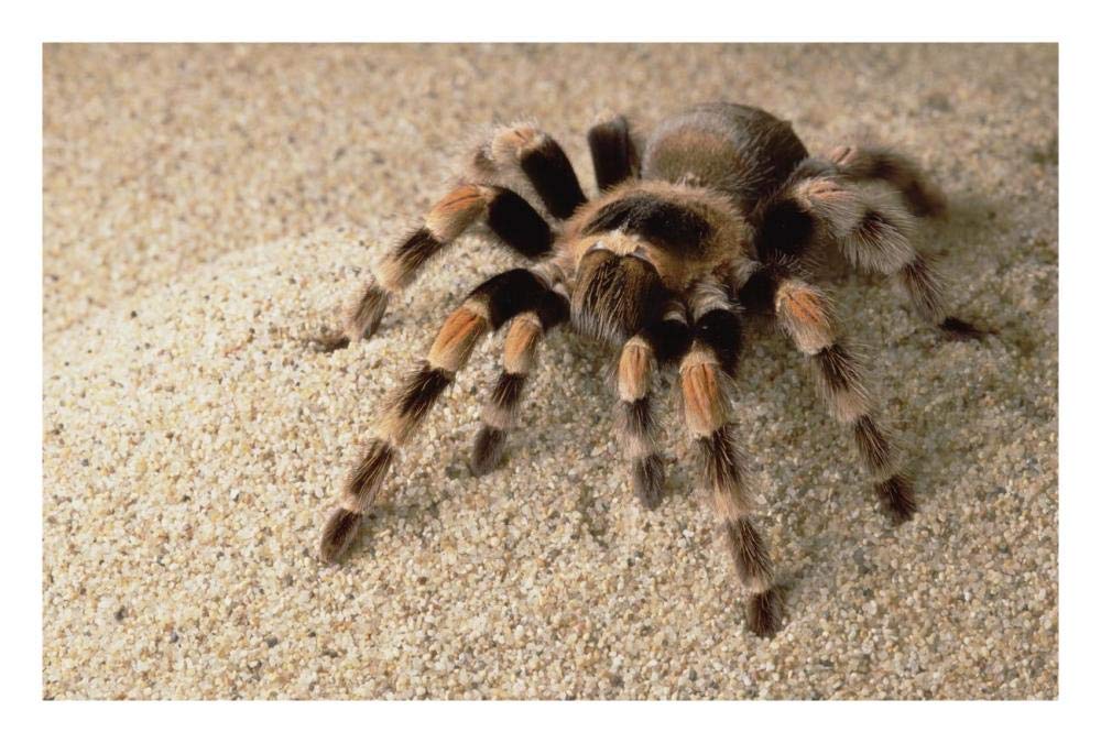 Mexican Red-Knee Tarantula Portrait, Mexico-Paper Art-26,,X18,,