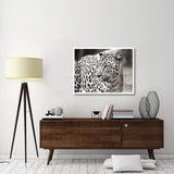 Portrait Of Leopard, South Africa-Paper Art-42,,X32,,