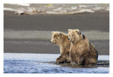 Grizzly Bear Yearlings On Shore, Katmai National Park, Alaska-Paper Art-32,,X22,,
