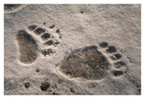 Grizzly Bear Front And Back Paw Prints, Katmai National Park, Alaska-Paper Art-38,,X26,,