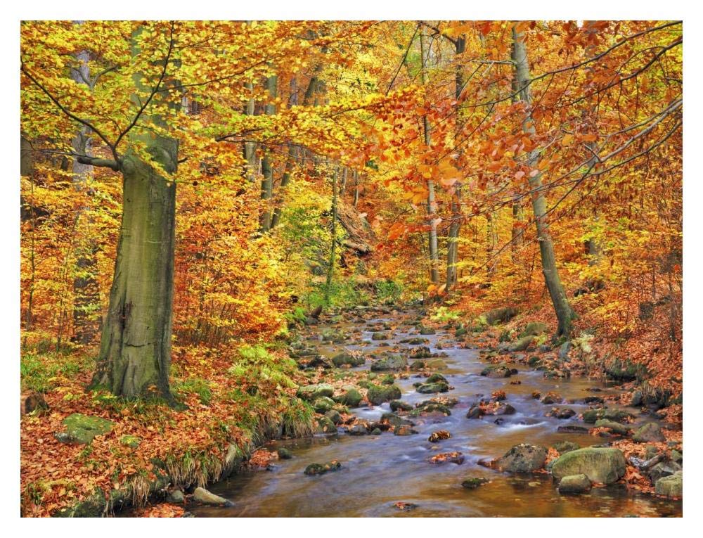 Beech Forest In Autumn, Ilse Valley, Germany-Paper Art-18,,X14,,