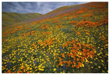 Hills Covered With California Poppies And Lupine Tehachapi Mountains, California-Paper Art-62,,X42,,