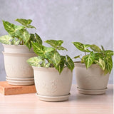 Eha Earth Friendly 8 Leafy Planter With Tray Made With Rice Husk, 4 Units