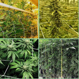 Zoomella HeavyDuty Plant Trellis Netting Garden Vines Plant Climbing Net 1.35 X 2.7M|Trellises|Home & Garden
