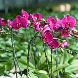 Zoomella 30Pcs Orchid Clips Portable Plant Clips For Planting Trees Vegetables Cucumbers|Home Decoration Items For Living Room D