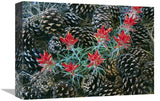 Indian Paintbrush Surrounded By Pine Cones, South Rim, Grand Canyon National Park, Arizona-Canvas Art-16X12