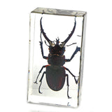 Stag Beetle Paperweight (2.9x1.6x1)