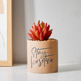 Home Centre Garnet Garden Artificial Succulent Quotes Planter