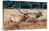 Confrontation-Canvas Art-30X20.1