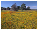 California Poppy And Eriophyllum Flowers In Field, Antelope Valley, California-Paper Art-18,,X14,,