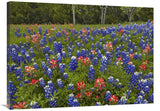 Bluebonnet And Paintbrush Meadow, Cedar Hill State Park, Texas-Canvas Art-40X30