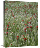 Indian Paintbrush And Foxtail Barley Field, Texas-Canvas Art-18X24