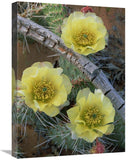 Plains Pricklypear Arches National Park, Utah-Canvas Art-18X24