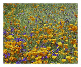 California Poppy And Desert Bluebell Flowers, Antelope Valley, California-Paper Art-26,,X22,,