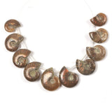 Justinstones 10pcs Side Drilled Natural Whole Ammonite Fossil Loose Gemstone Beads