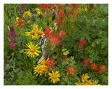 Orange Sneezeweed And Indian Paintbrush Flowers In Meadow, North America-Paper Art-30,,X24,,
