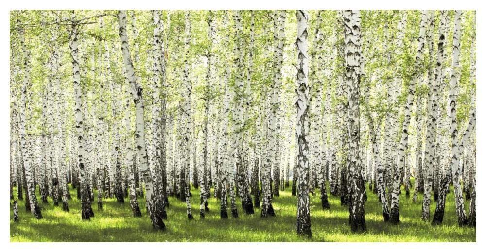 Birch Forest In Spring-Paper Art-50,,X26,,