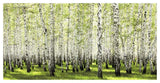 Birch Forest In Spring-Paper Art-50,,X26,,