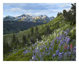 Wildflowers And Tatoosh Range, Mount Rainier National Park, Washington-Paper Art-26,,X22,,