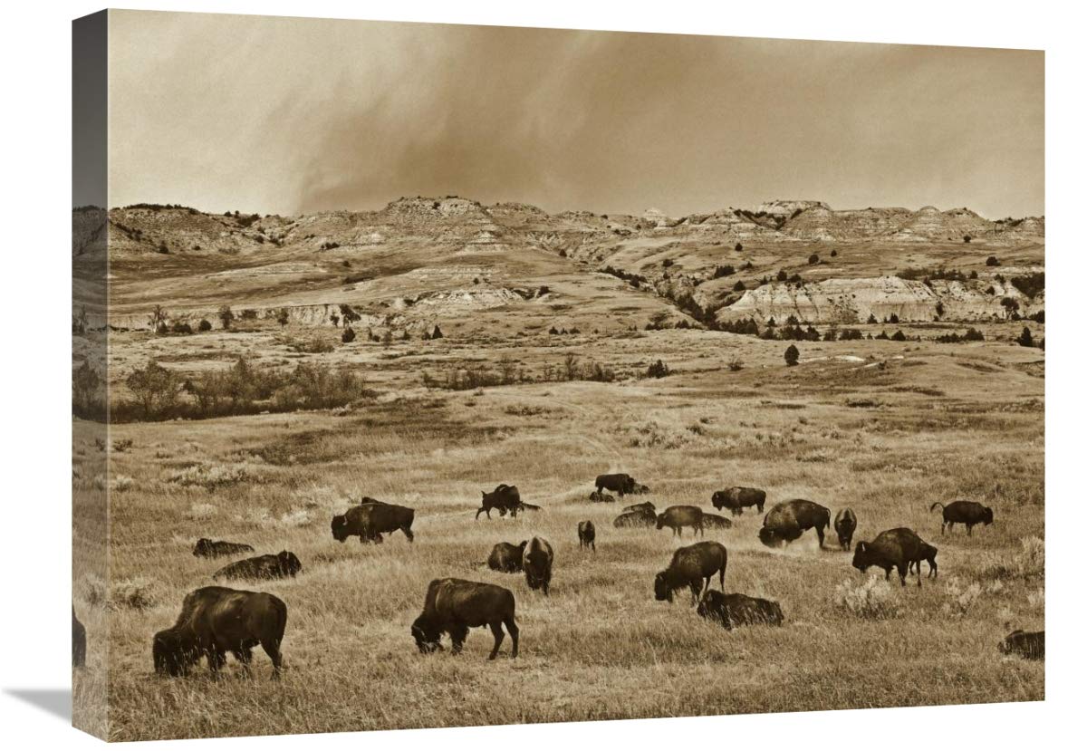 American Bison Herd Grazing On Shortgrass Prairie, Theodore Roosevelt National Park, North Dakota-Canvas Art-24X18