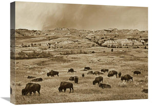 American Bison Herd Grazing On Shortgrass Prairie, Theodore Roosevelt National Park, North Dakota-Canvas Art-24X18