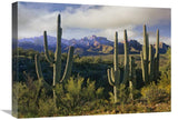 Saguaro Cacti And Santa Catalina Mountains, Arizona-Canvas Art-24X18