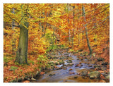 Beech Forest In Autumn, Ilse Valley, Germany-Paper Art-34,,X26,,