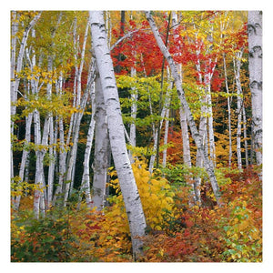 Autumn In Shelburne Forest - Triptych Left-Paper Art-26,,X26,,