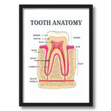 Artaction Tooth Anatomy Wall Frame Poster | A4 Size Framed Dental Educational Poster For Clinic, Office & Study Room | Detailed 