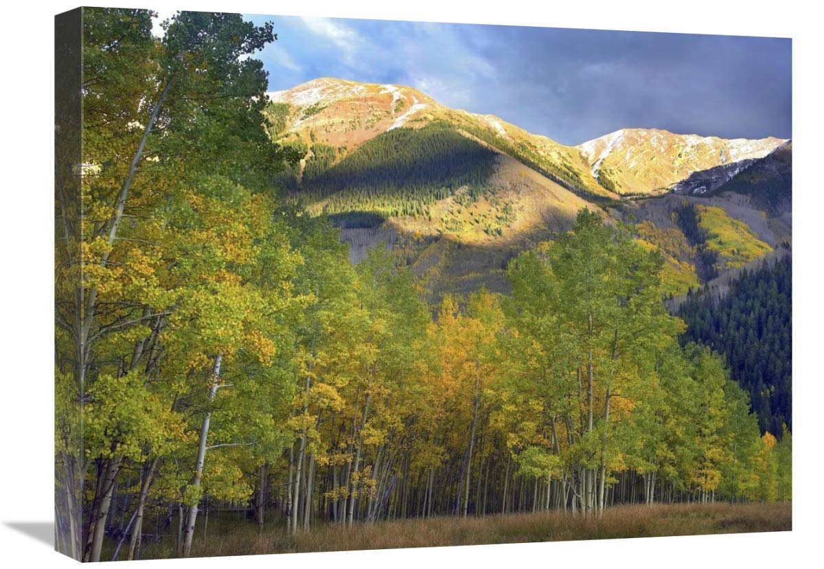 Quaking Aspen Trees And Highland Peak, Colorado-Canvas Art-24X18