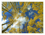 Looking Up At Blue Sky Through A Canopy Of Fall Colored Aspen Trees, Colorado-Paper Art-26,,X20,,
