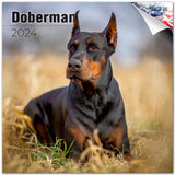 2023 2024 Doberman Calendar Dog Breed Monthly Wall Calendar 12 x 24 Open Thick NoBleed Paper Giftable Academic Teache