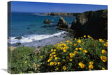 California Poppies On Coastal Cliff, Jughandle State Reserve, California-Canvas Art-24X18