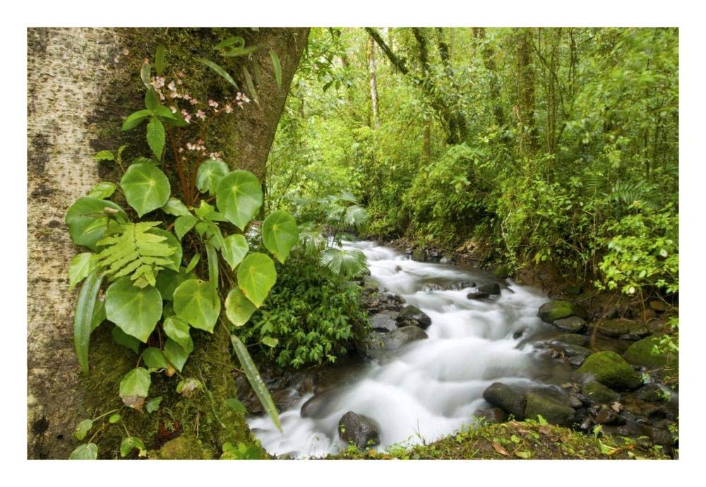 Creek Flowing Through Rainforest, Costa Rica-Paper Art-26X18