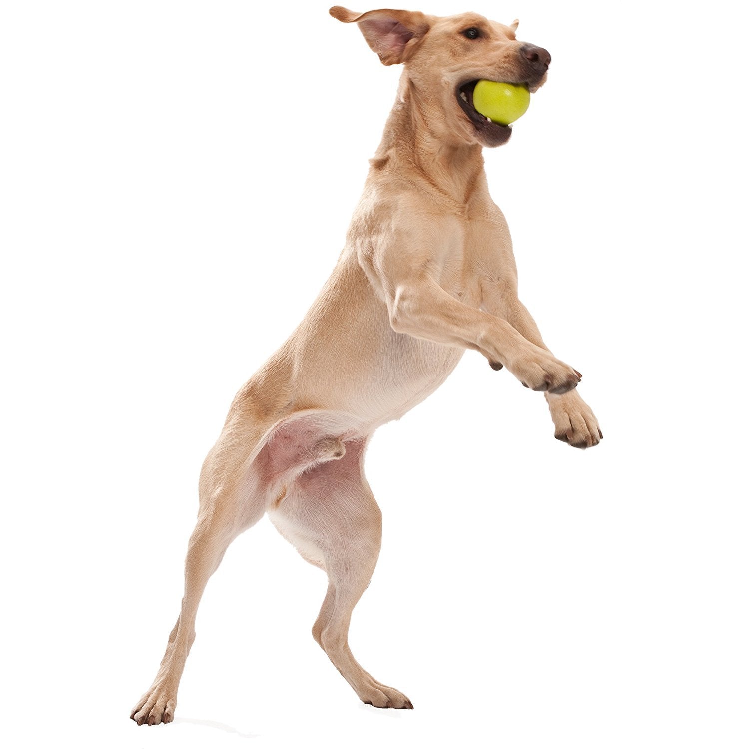 WEST PAW Zogoflex Jive Ball Dog Chew Toy - Bouncing Toys for Dogs, Fetch, Catch, Chewing, Play - Floatable, Recyclable Balls - L