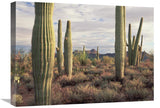 Safford Peak And Saguaro Saguaro National Park, Arizona-Canvas Art-24X18