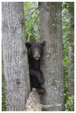 Black Bear Juvenile Male In Tree, Orr, Minnesota-Paper Art-42,,X62,,