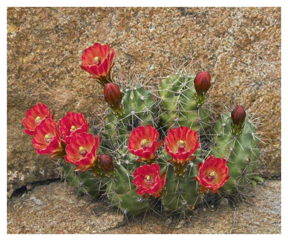 Claret Cup Cactus Flowering, Utah-Paper Art-42,,X35.2,,