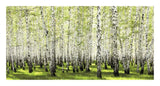 Birch Forest In Spring-Paper Art-26,,X14,,