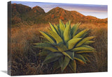 Agave Plants And Chisos Mountains Seen From Chisos Basin, Big Bend National Park, Chihuahuan Desert, Texas-Canvas Art-24X18
