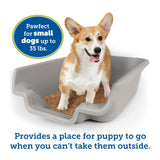PuppyGoHere Dog Litter Box, Misty Gray Color, Extra Large Size, Durable & Pet Safe Puppy Litter Box, Indoor Open Top Entry Dog L