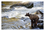 Grizzly Bear Fishing Along Anan Creek, Tongass National Forest, Alaska-Paper Art-32,,X22,,