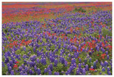 Hill Country Wildflowers Including Sand Bluebonnets And Paintbrush, Texas-Paper Art-62,,X42,,