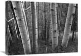 Aspen Forest In Spring, Gunnison National Forest, Colorado - Bw-Canvas Art-24X18