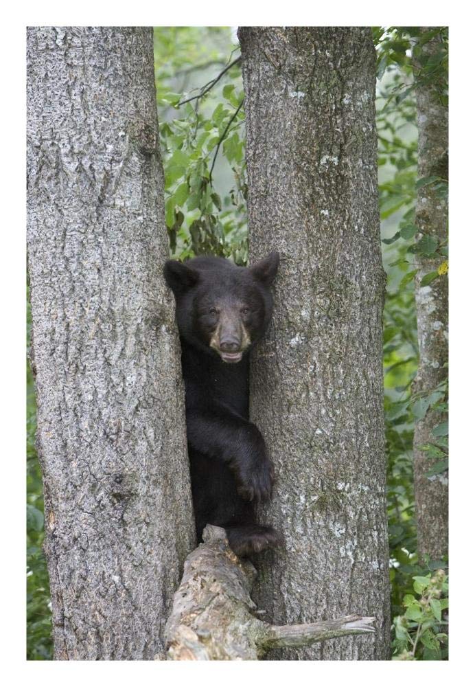 Black Bear Juvenile Male In Tree, Orr, Minnesota-Paper Art-18,,X26,,
