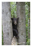 Black Bear Juvenile Male In Tree, Orr, Minnesota-Paper Art-18,,X26,,
