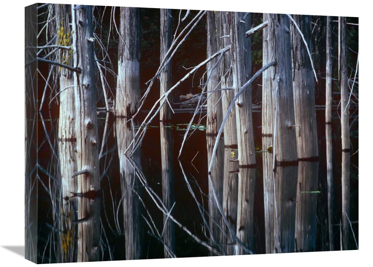 Western Red Cedar Trees, Oliphant Lake, British Columbia, Canada-Canvas Art-24X18