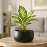 Urban Plant Metal Flower Planter For Living Room | Office Decor Item | Succulent Pots | Table Top Planter | Gift Item, Black